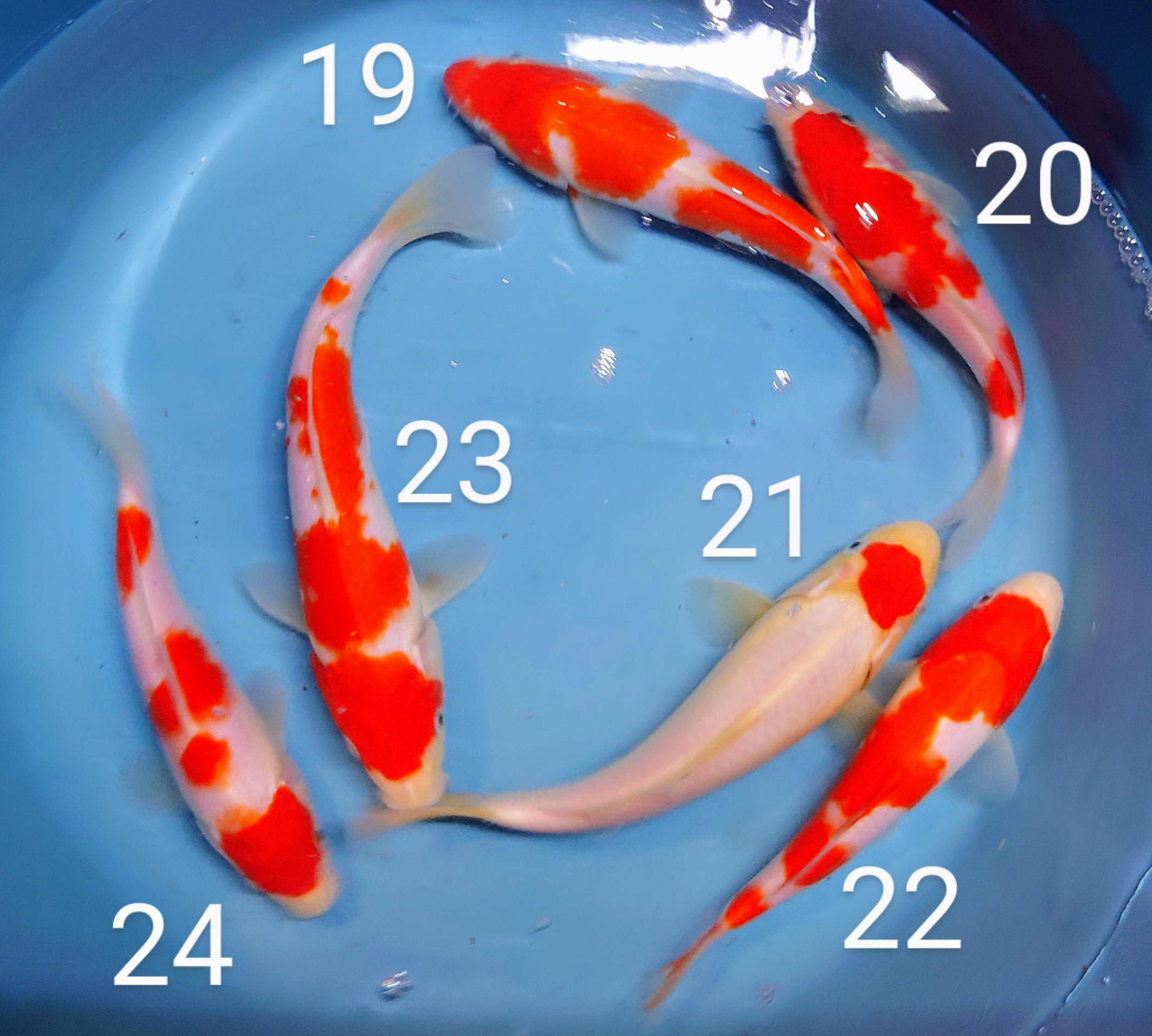 Hannover Koi Koi 1020 cm