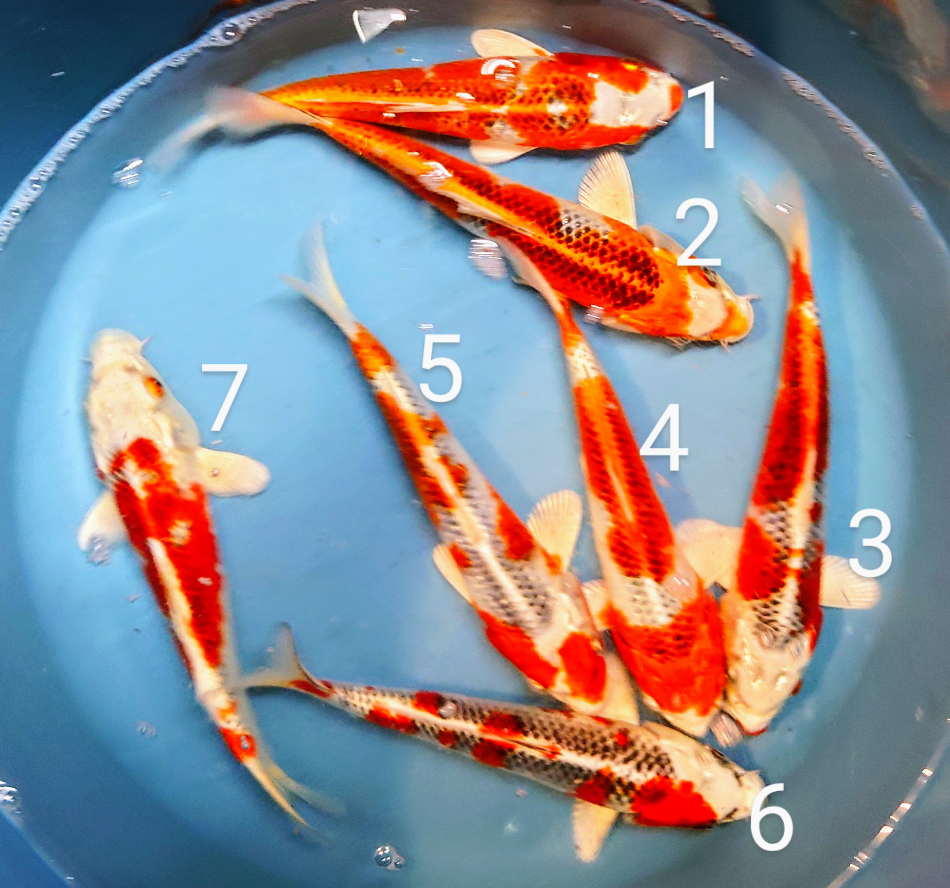 Hannover Koi Koi 1020 cm