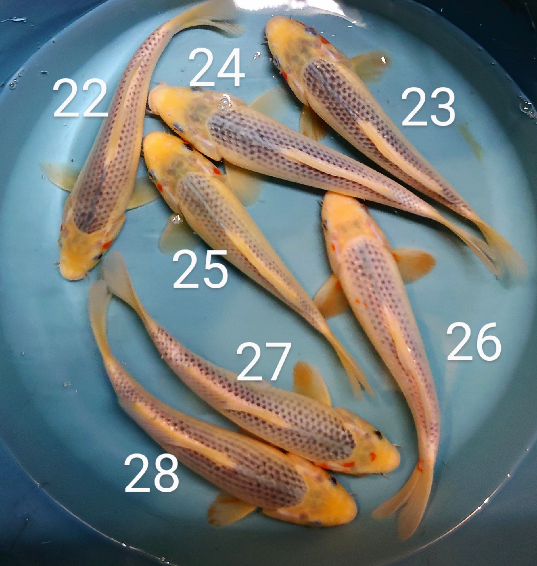 Hannover Koi Koi 1020 cm